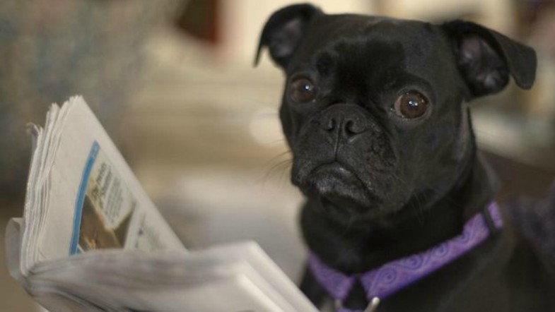 Celebrate #NationalPuppyDay with Puppies Reading!
