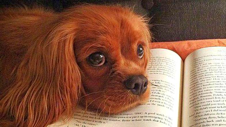10 Dogs That Love to Read