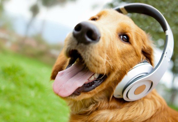 Sit, Beg…Read? Audible Teams Up With Dog Whisperer To Bring Literature To Pups