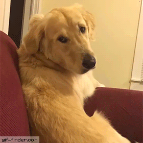 happy dog