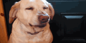 guilty dog