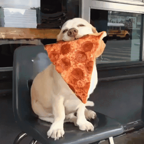 happy pizza dog