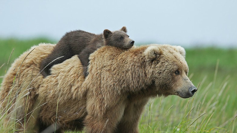 Bears