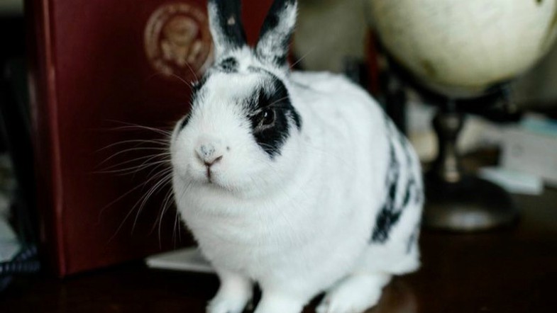 Vice Presidential Bunny, Marlon Bundo, Gets Children’s Book