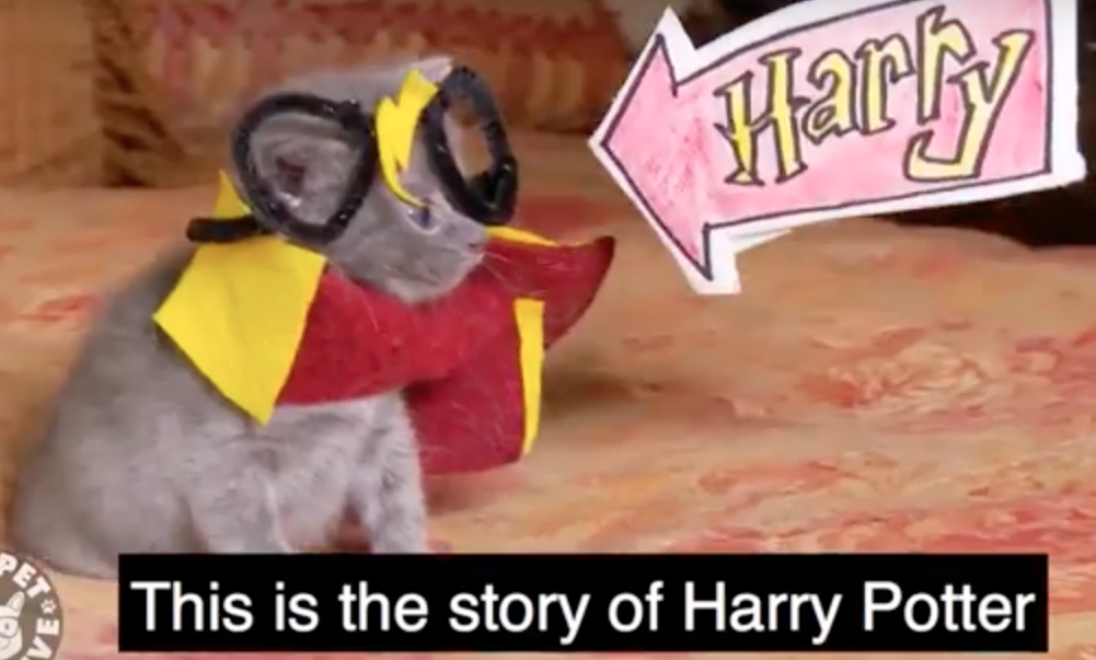 Watch all 8 Harry Potter Movies by Kittens in 7 minutes