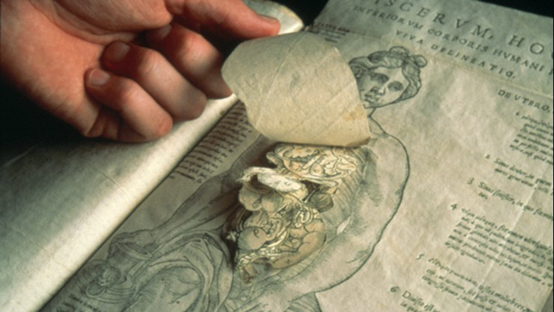 Anatomical Fugitive Sheet
