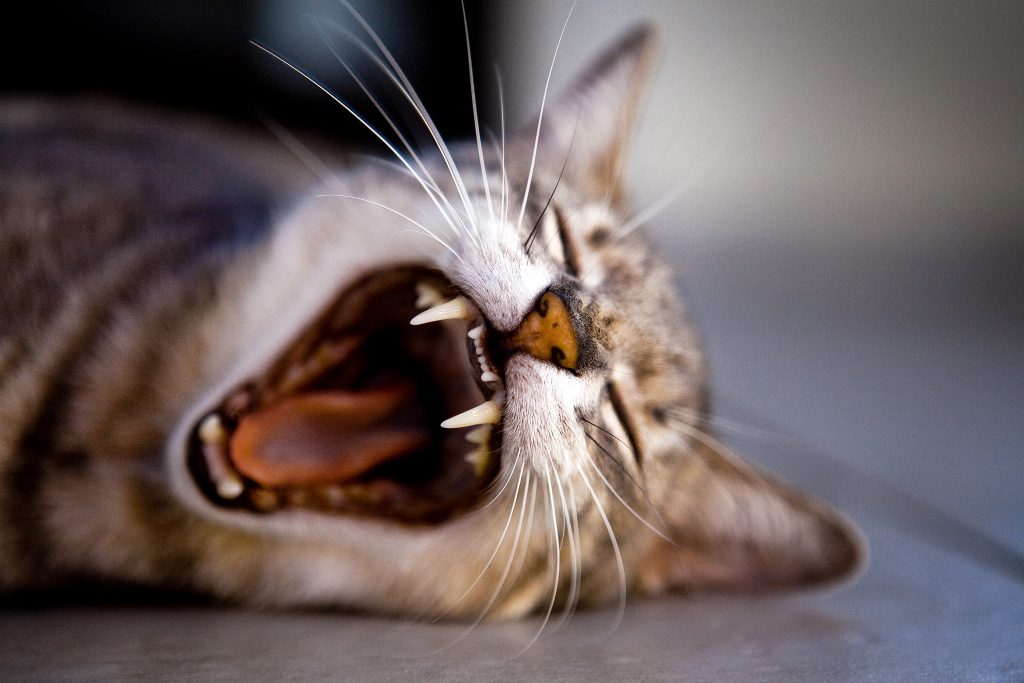 ‘Cat Person’ Author Speaks out About Real-Life Inspiration for the Viral Short Story