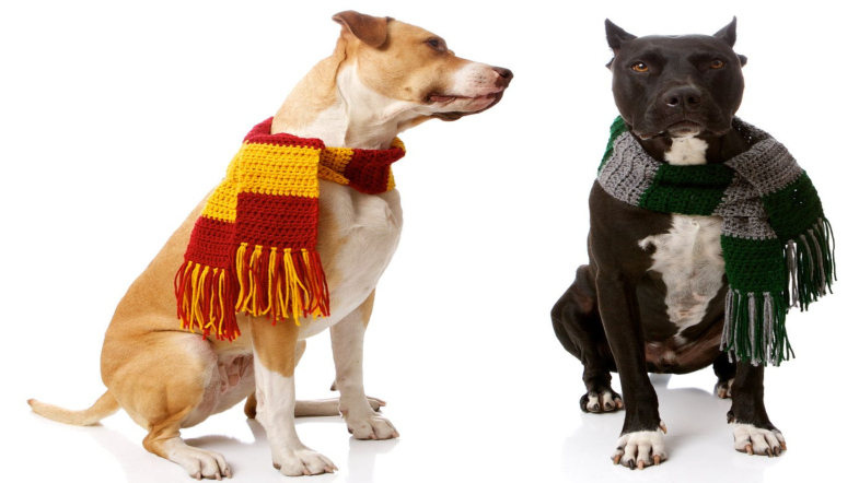 This Dog Only Responds to Harry Potter Spells and It’s Amazing