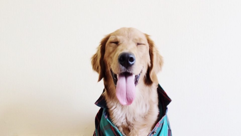 This Author Rewrote Books Where The Dog Dies,  So The Dog Doesn’t Die