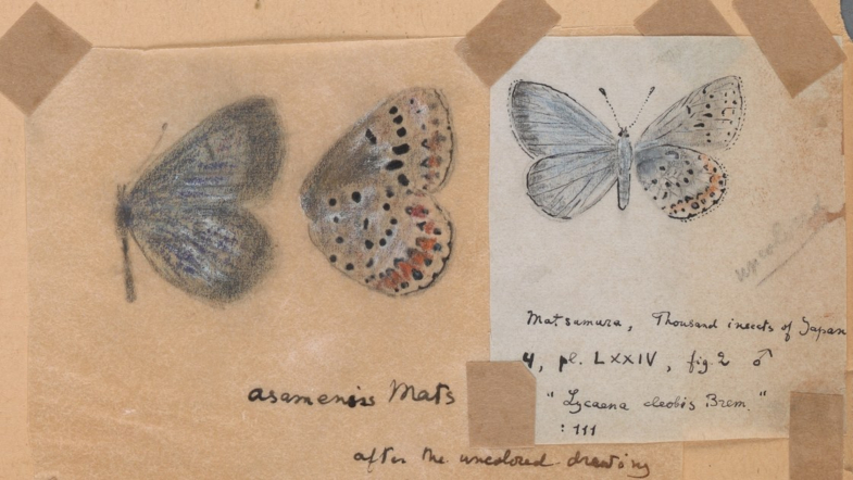 Butterfly