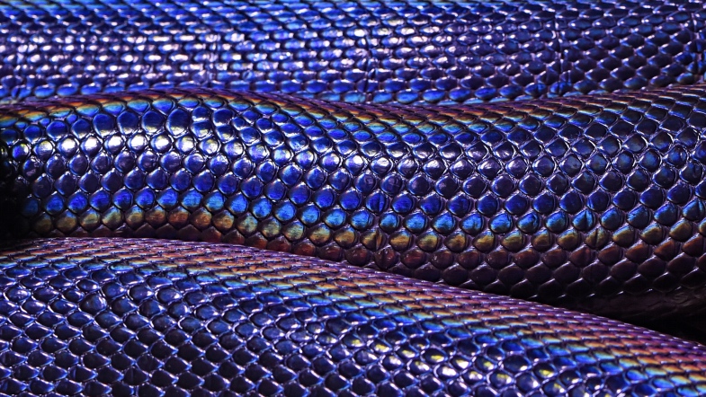 Public Library Temporarily Closes After Reptile Invasion