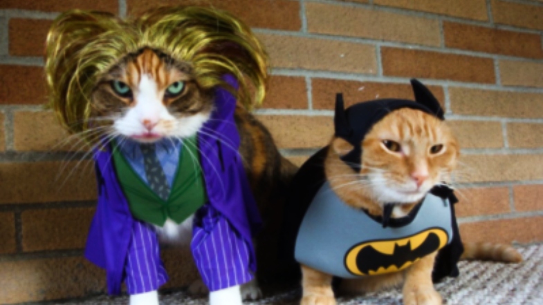 11 Adorable Cats Wearing Literary Halloween Costumes
