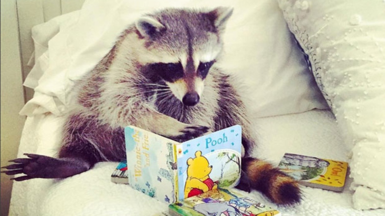 pumpkin reading