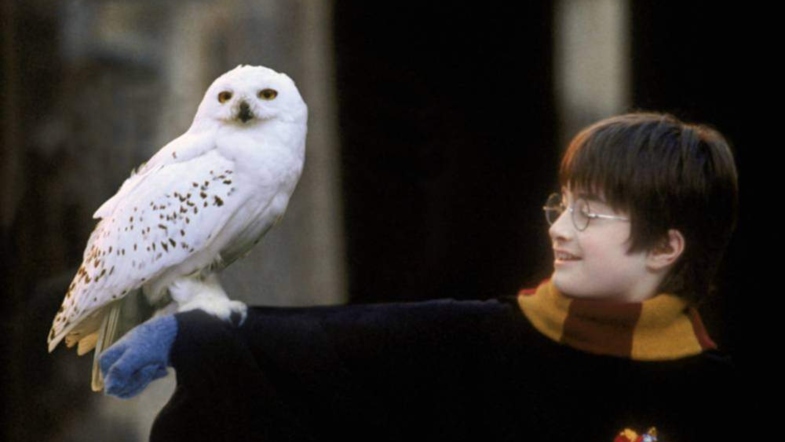 Genius Fan Rewrites Hedwig’s Death Scene and J.K. Rowling Has to Approve