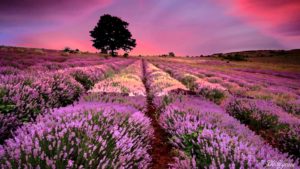 Lavender fields of Provence