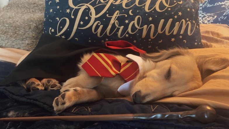 This Magical Pup Is Trained in Harry Potter Spells!