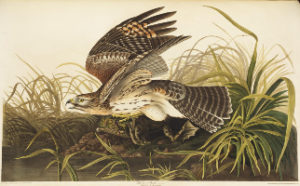 hawk painted by audubon