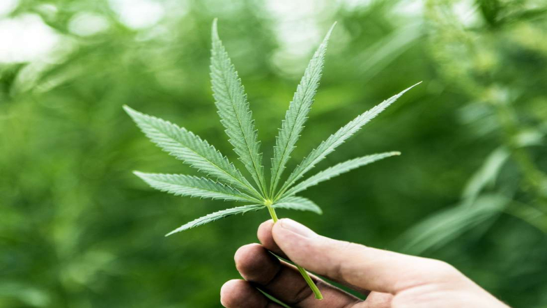 Book Company Gifts Marijuana With Every Purchase