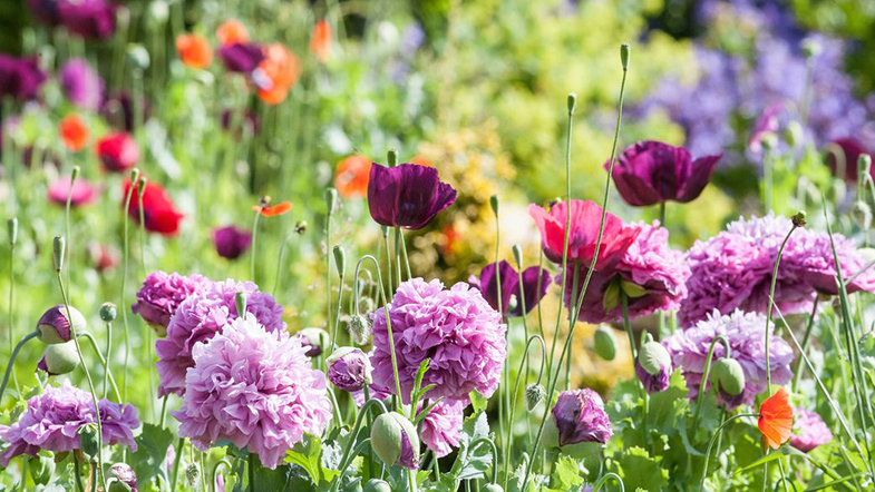 10 Literary Quotes to Celebrate the First Day of Spring!