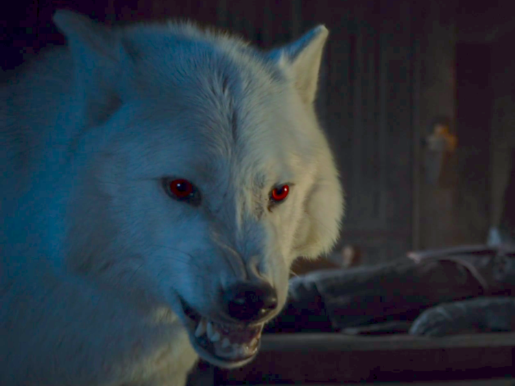 A close up of the direwolf called Ghost