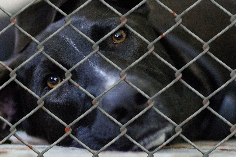 Game of Thrones-Themed Adoption Events — Furr-ever Homes are Coming!