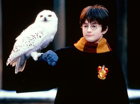 Harry Potter holds Hedwig, a snowy owl on his arm, outside in the snow