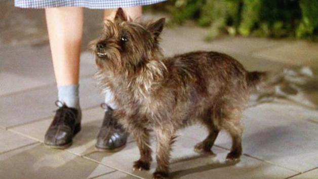 Toto, the terrier dog of Wizard of Oz, stands next to his human companion Dorothy