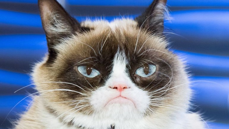 Internet Sensation Grumpy Cat Has Passed Away