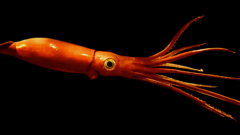 7 Squid-Literature Picks For Giant Squid Fans