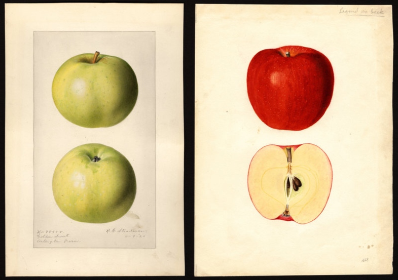Meet the Pomologist Who Wrote 7 Volumes on Apples for Fun