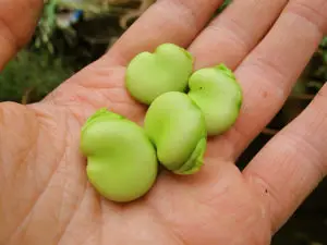 Some perfect beans