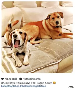Megan Markle's dogs