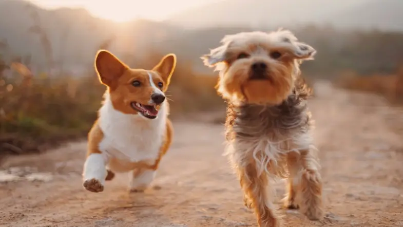 It's Dog Day! Here's 8 Quotes About Dogs to Melt Your Heart