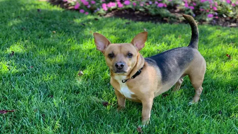 New Book Tells Heartwarming Story of Rescuing Stray Dog