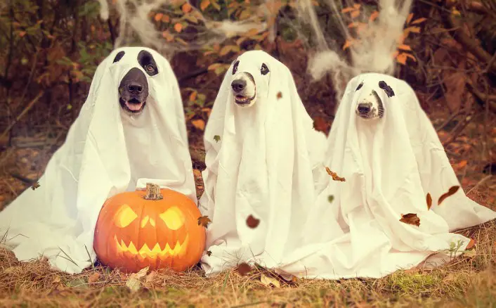 5 Horror Novels To Get You In The Spooky Spirit