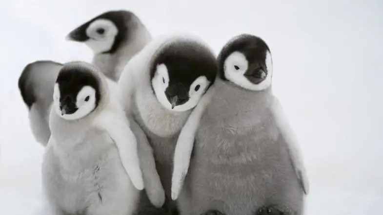 A tiny cluster of adorably fluffy baby penguins