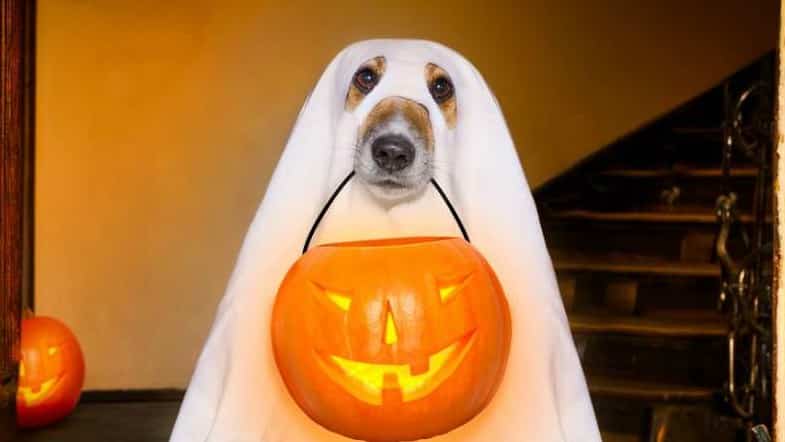 Making Your Own Costume For Halloween? Here’s Some DIY Inspo!