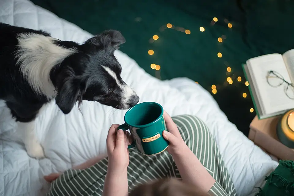 Image of a dog sniffing a mug