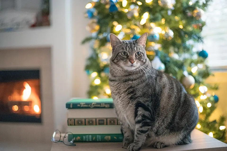 Image of a gray cat sitting next to a stack of books with a tree and fireplace in the background