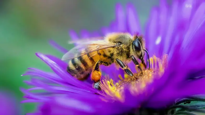 9 Reading Accessories to Celebrate World Bee Day