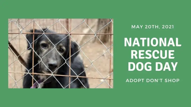 3 Special Books for National Rescue Dog Day