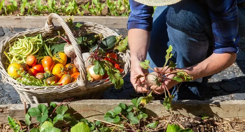 These 7 Quotes are Just “Ripe” for World Plant a Vegetable Garden Day