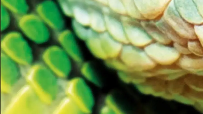 7 Books, Shows, Etc. That Could Use More Snakes