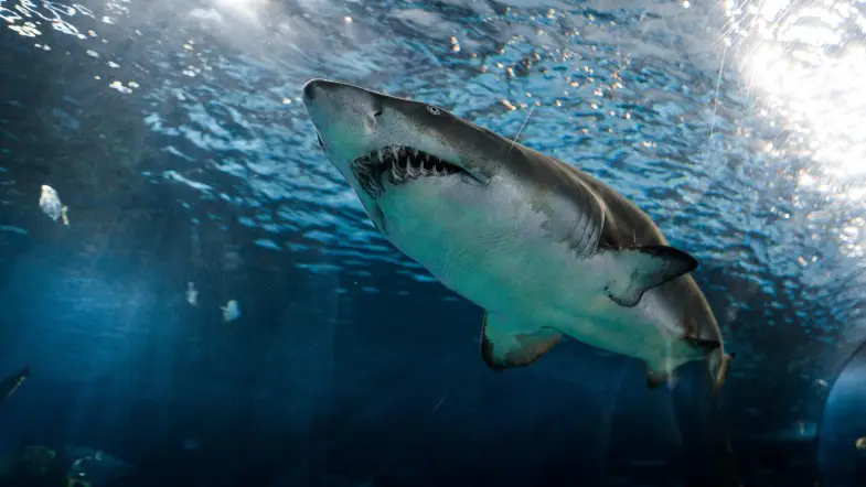 It’s Shark Week Fishes! 4 Fin-tastic Reads