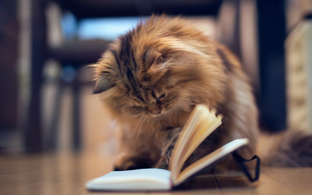 Underrated Gems Of The Book World